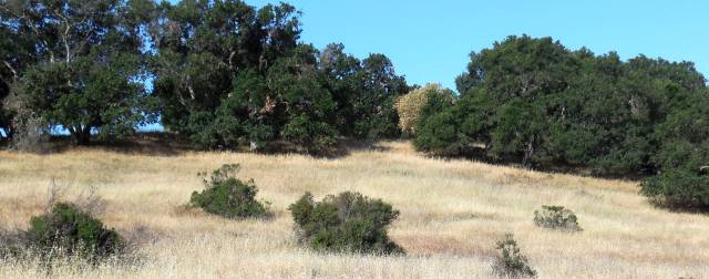 2014-05-24 Bernal Hill-08