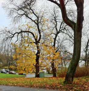 2014-11-11 Chestnut on Svartviksvägen